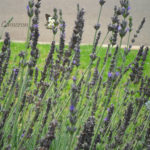 Make Lavender Sachets