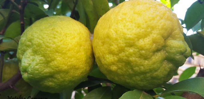 Lemons