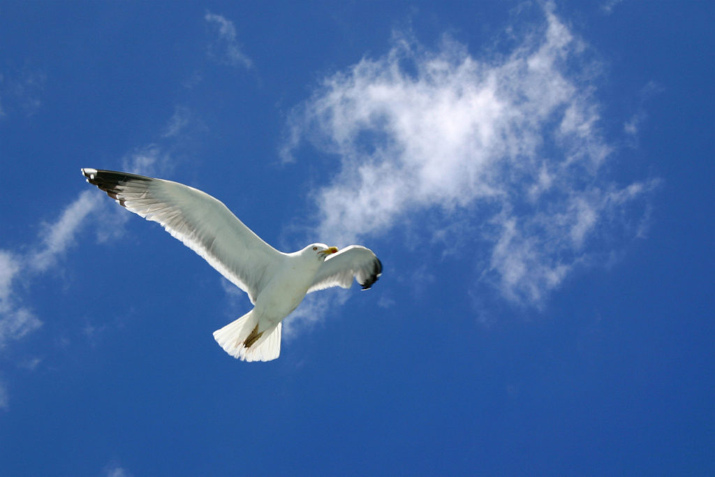 Free