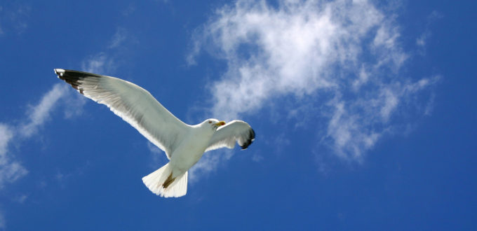 Free