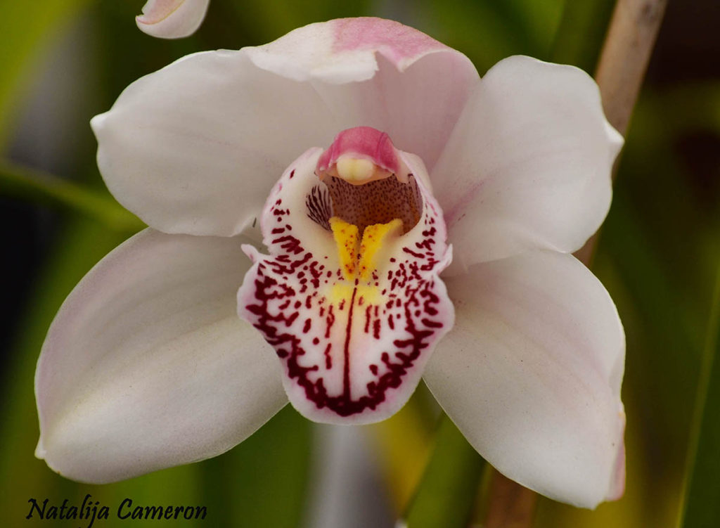 Orchid Phalaenopsis 2
